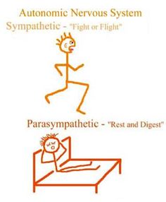 sympathetic-nervous-system